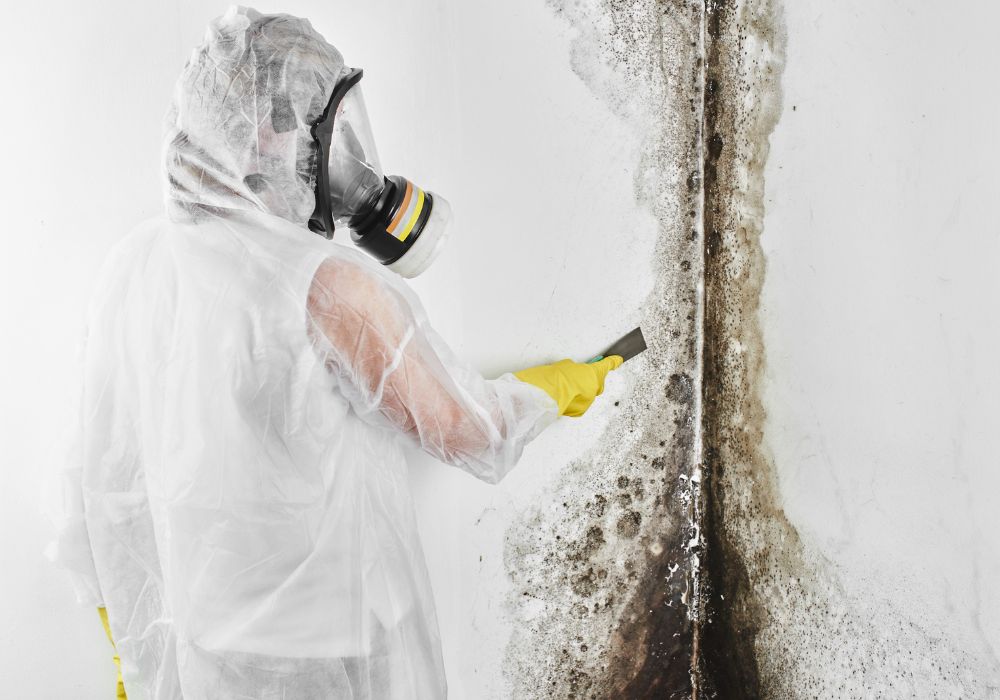 professional disinfector overalls processes walls from mold with spatula removal black fungus apartment house aspergillus