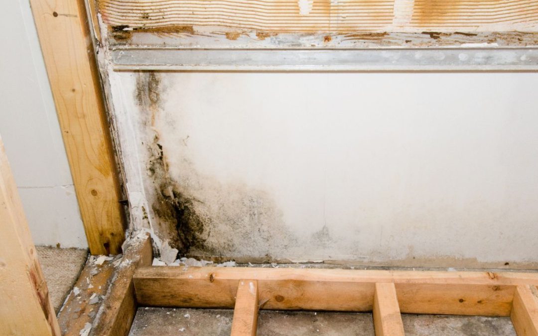 Can Mold Remediation in Tampa Keep Your Home Healthy and Dry