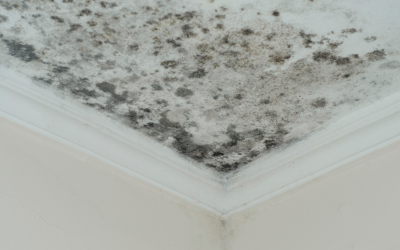 How Mold Testing in Tampa Reveals the Hidden Cause of Your Family’s Sneezes and Headaches